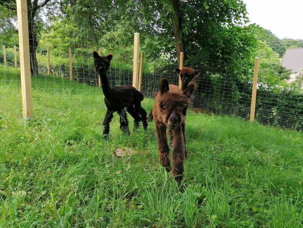 Apartment Casa De Alpaca
